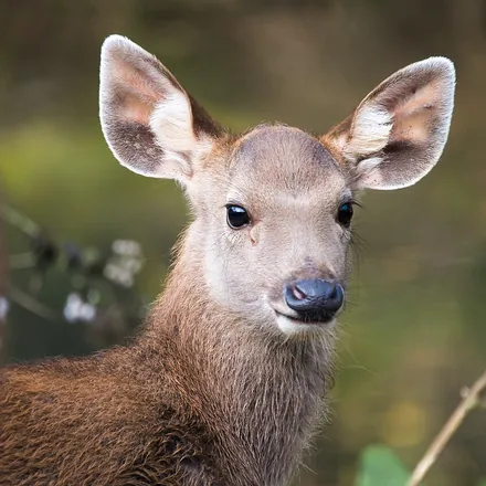 Sambar Deer, large dark brown deer, shaggy neck ruff, three tined antlers, photographed in Khao Yai.