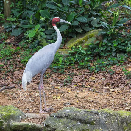 Sarus crane standing in shallow vegetation