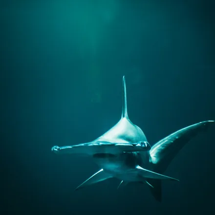 Scalloped hammerhead silhouetted in blue water