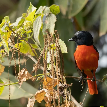 Scarlet Minivet, slim, long-tailed, male black-and-scarlet, female grey-and-yellow.