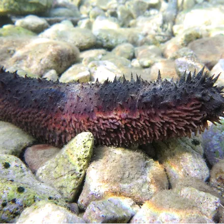 Sea Cucumber