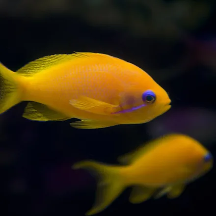 Sea Goldie, females orange with a violet stripe under the eye; males pink-purple with a long dorsal spine and red pectoral patch.