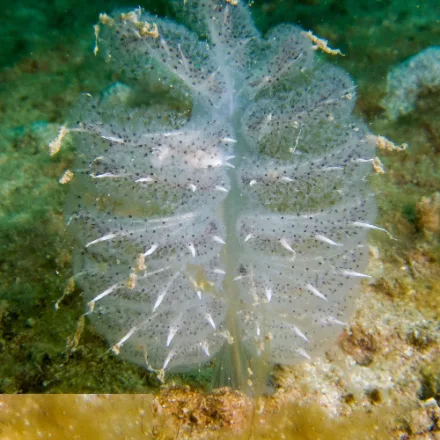 Sea Pen