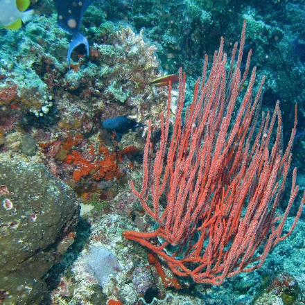 Sea Whip Coral