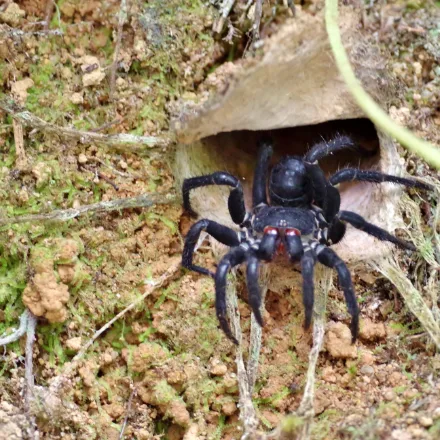 Segmented Trapdoor Spider, ancient-looking spider with visible plates on the abdomen, in a trapdoor burrow.