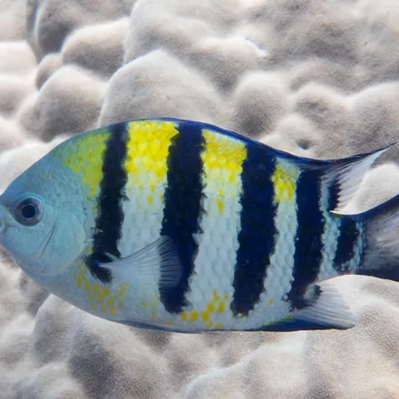 Sergeant Major, oval silvery fish, yellow upper back, five black vertical bars.