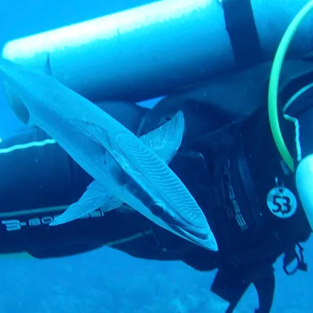 Live Sharksucker (Remora)