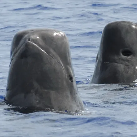 Short-finned Pilot Whale