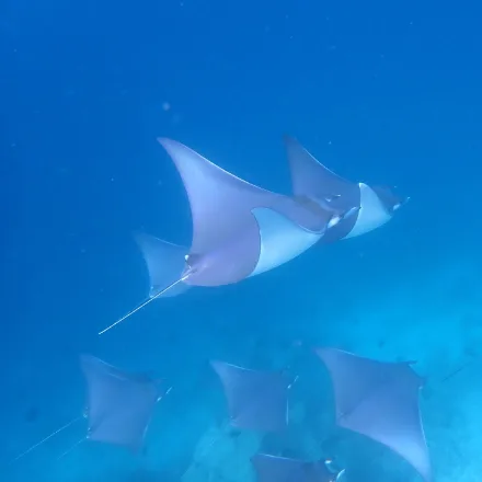 Shortfin Devil Ray