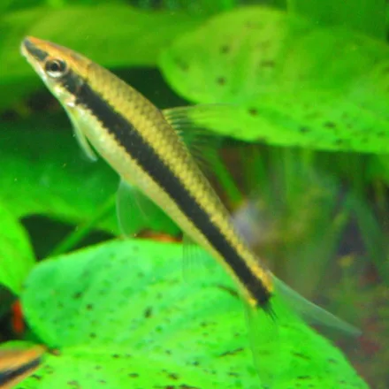 Siamese Algae Eater, slim silver body with one bold black stripe continuing into the tail fin, small barbels.