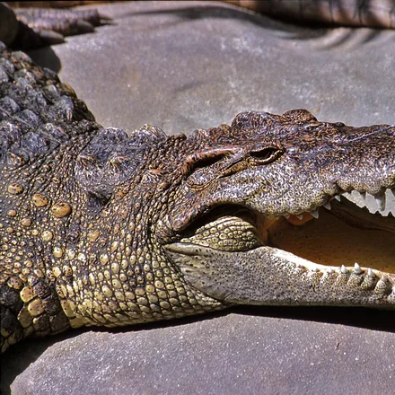 Siamese crocodile at the water surface