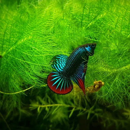 Siamese fighting fish among green aquatic plants