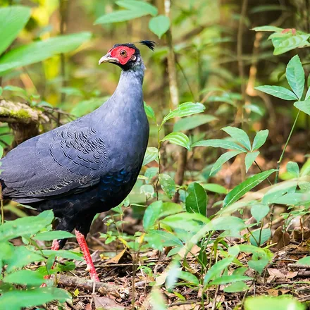 Siamese fireback pheasant on a forest trail