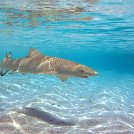 Sicklefin Lemon Shark, stocky yellow-brown shark with two nearly equal dorsal fins and sickle-shaped fins.