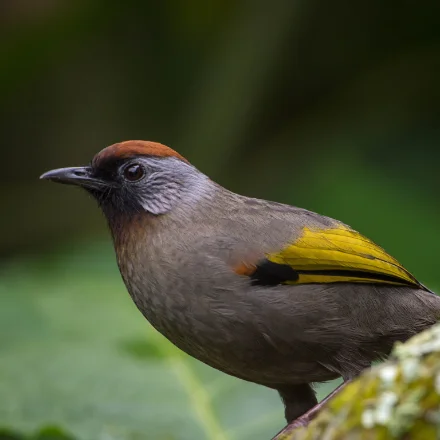 Trochalopteron melanostigma