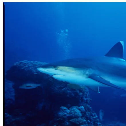 Silvertip Shark, grey-bronze with conspicuous white margins on all fins, stocky build, long pectoral fins.