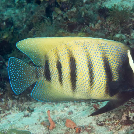 Sixbar Angelfish, six dark vertical bars, pale blue speckling, white to yellow head band, blue-edged gill spine.
