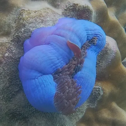 Skunk Anemonefish, pinkish-orange with a single narrow white stripe along the back, no vertical bars.