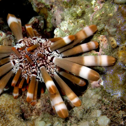 Slate Pencil Urchin