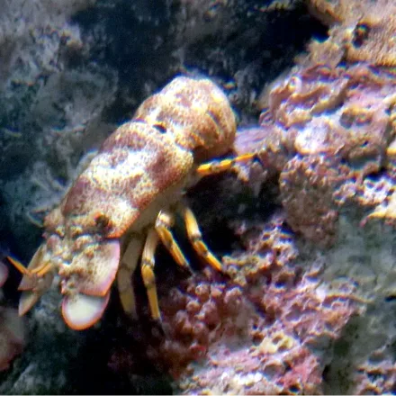 Slipper Lobster