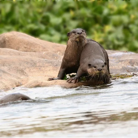 Smooth-coated Otter, sleek otter, smooth velvety coat, flattened tail.