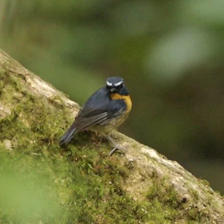 Ficedula hyperythra