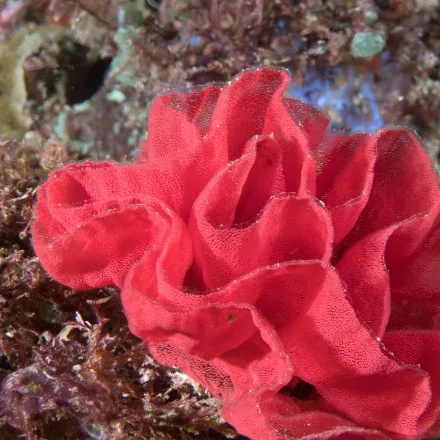 Spanish Dancer, very large red nudibranch, frilled mantle edged white, swims by undulating.