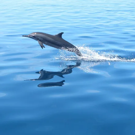 Spinner Dolphin
