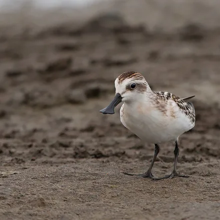 Spoon-billed sandpiper on a tidal flat