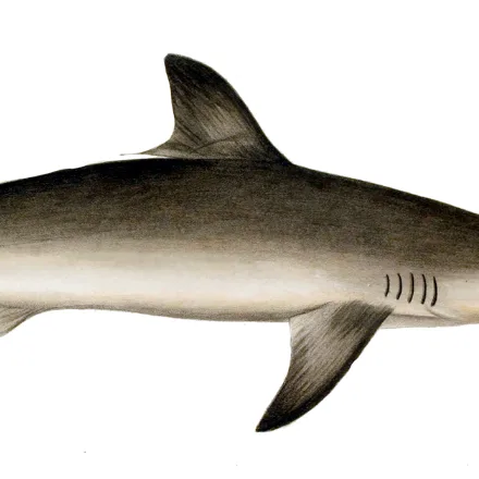 Spottail Shark