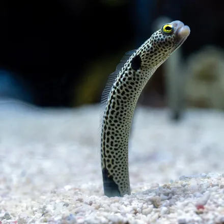 Spotted Garden Eel