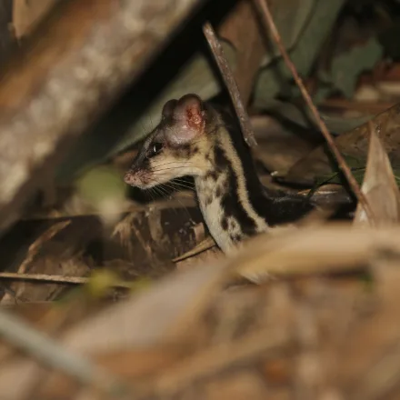 Spotted Linsang, very slender, pale with dark spots, long ringed tail, pointed face. Photograph shows the closely related banded linsang.