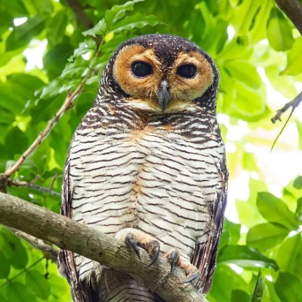 Spotted Wood Owl, large owl, orange facial disc, dark eyes, finely barred belly.