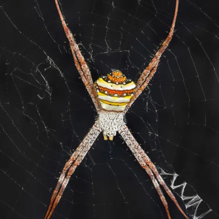 St Andrew's Cross Spider, silver, yellow and black banded spider sitting head-down in the centre of an orb web with a white silk cross.