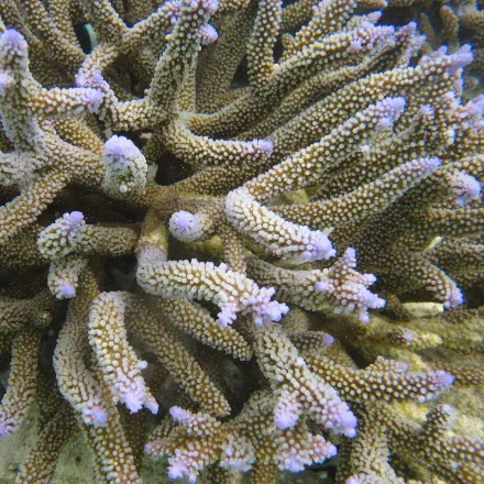 Staghorn Coral, branching antler-like colonies, dense shallow-water thickets, tan to blue tips.