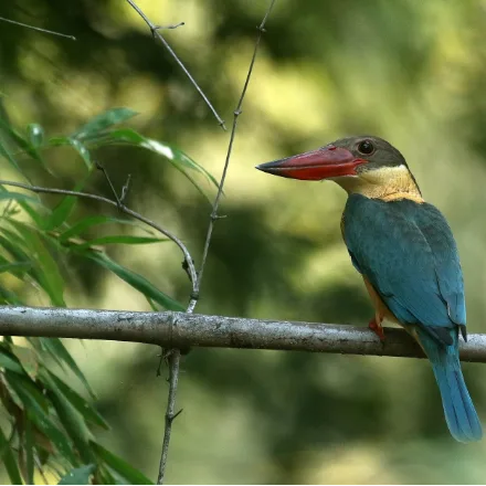 Stork-billed Kingfisher, large kingfisher, huge red bill, buff head and underparts, blue back