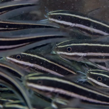 Striped Eel Catfish