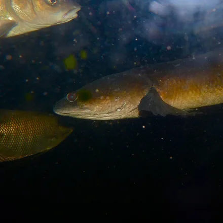 Striped Snakehead, olive-brown, faint dark chevrons on the flanks, blunt scaly head, long unbroken dorsal fin.