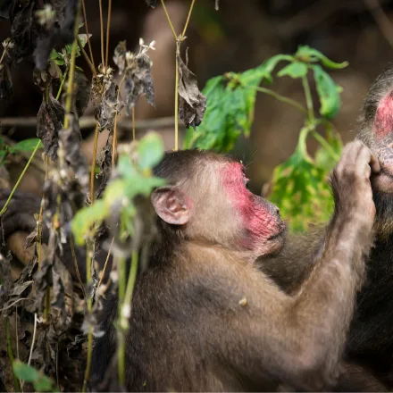 Stump-tailed Macaque, dark shaggy coat, bright red-pink hairless face, very short stump tail.