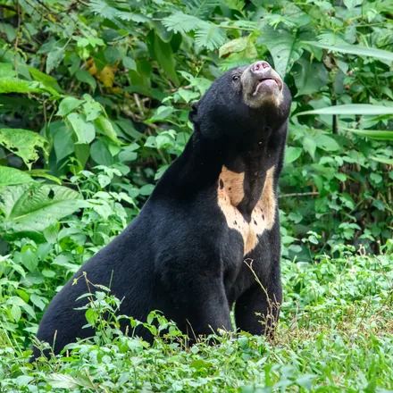 Sun bear showing the golden crescent on its chest