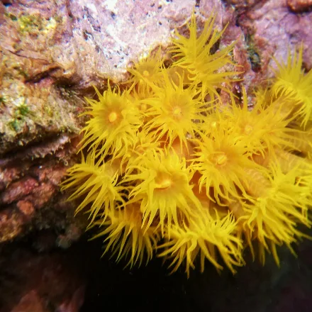 Orange Sun Coral
