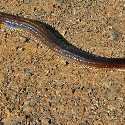 Sunbeam Snake, smooth dark brown snake whose polished scales throw an oil-slick rainbow sheen in sunlight