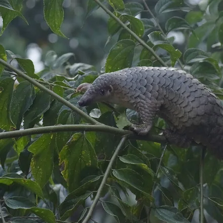 Sunda pangolin, a scale-covered mammal, climbing a branch
