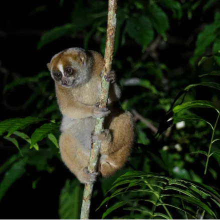 Sunda Slow Loris, small, round face, huge eyes, dark eye-rings, dark dorsal stripe, no tail.