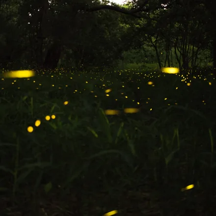 Fireflies flashing in dark riverside trees