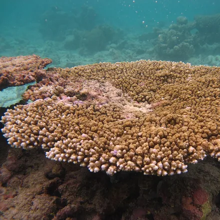 Table Coral, broad flat horizontal plate on a narrow central stem, fine even branchlets, brown to blue-green.