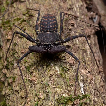 Tailless Whip Scorpion, flat dark arachnid with long whip-like feelers and spined grasping pedipalps, no sting.