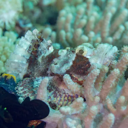 Tasselled Scorpionfish