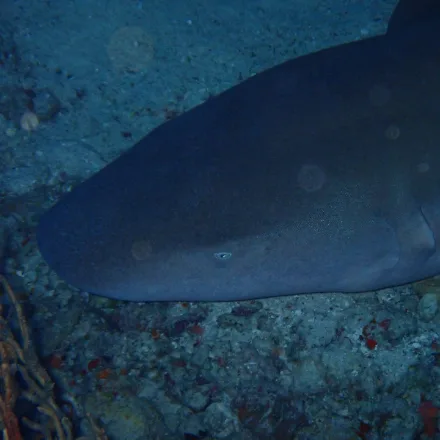 Tawny Nurse Shark