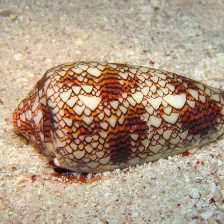 Textile Cone Snail